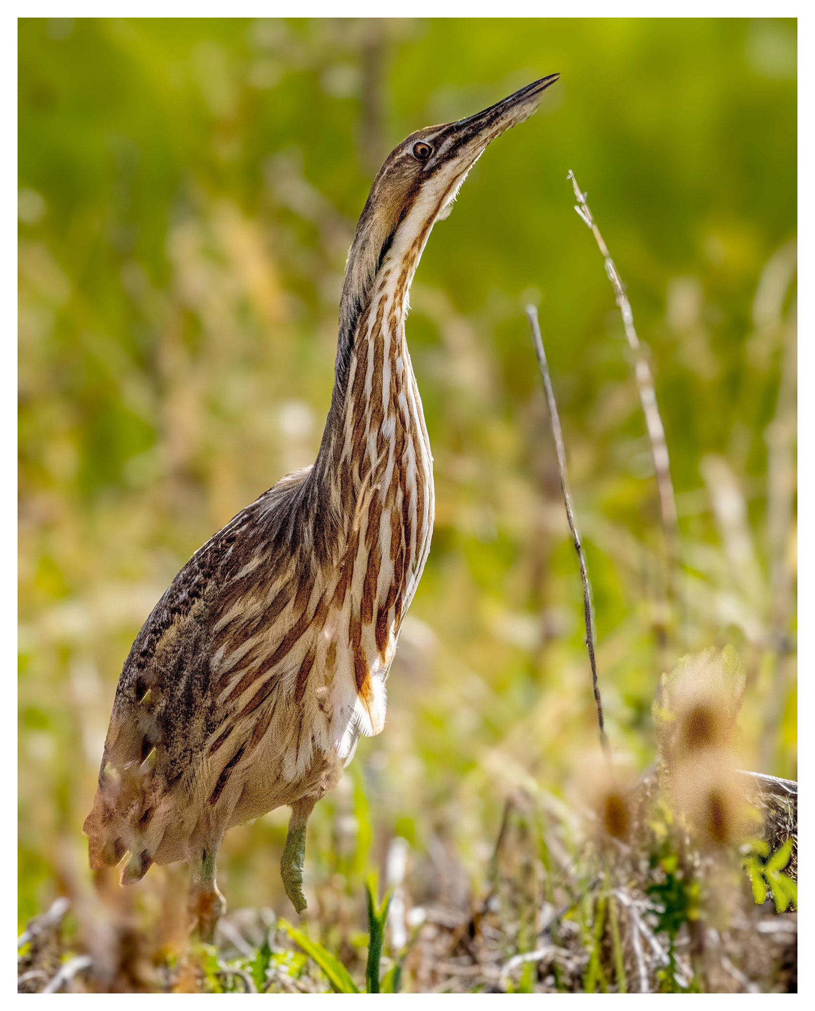 FWS American Bittern