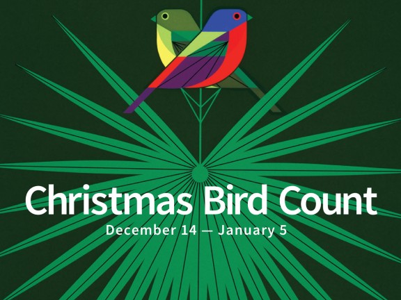 Christmas Bird Count