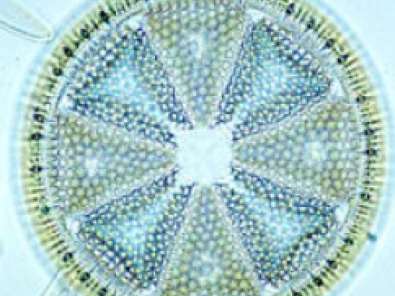 FWW Diatom Art