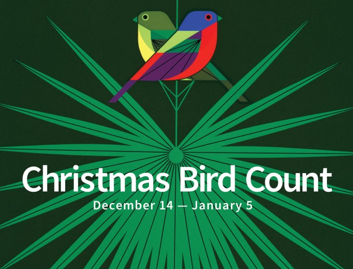 Christmas Bird Count