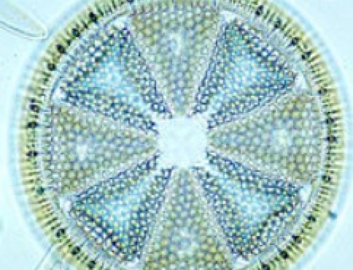 FWW Diatom Art